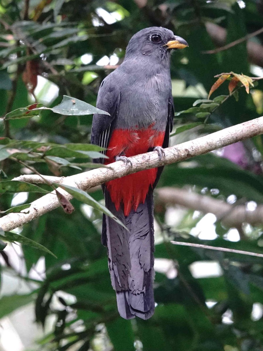 Black-tailed Trogon - ML621682313