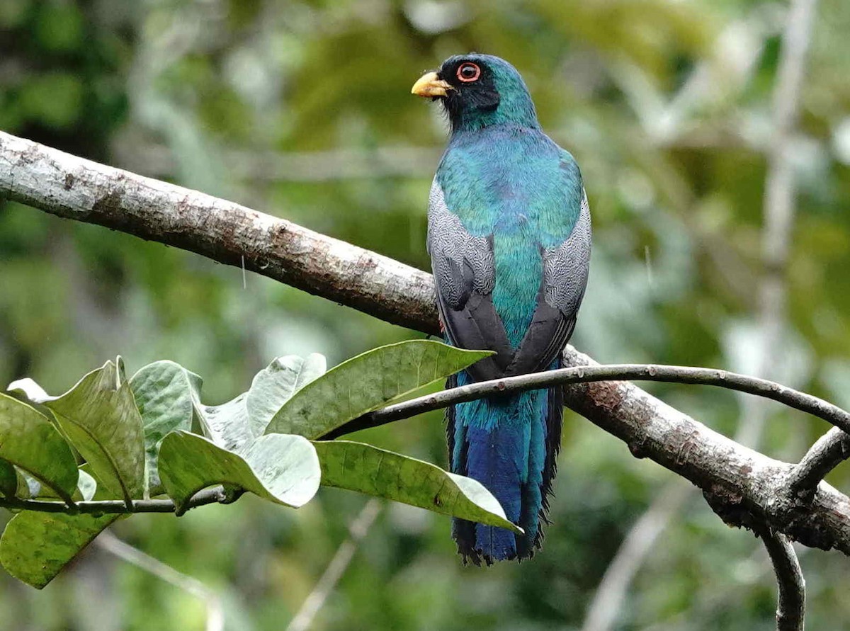 Black-tailed Trogon - ML621682314