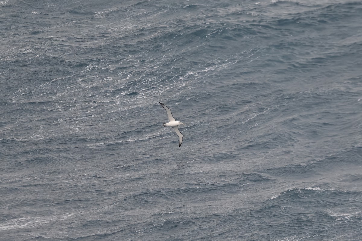 White-capped Albatross - ML621682332