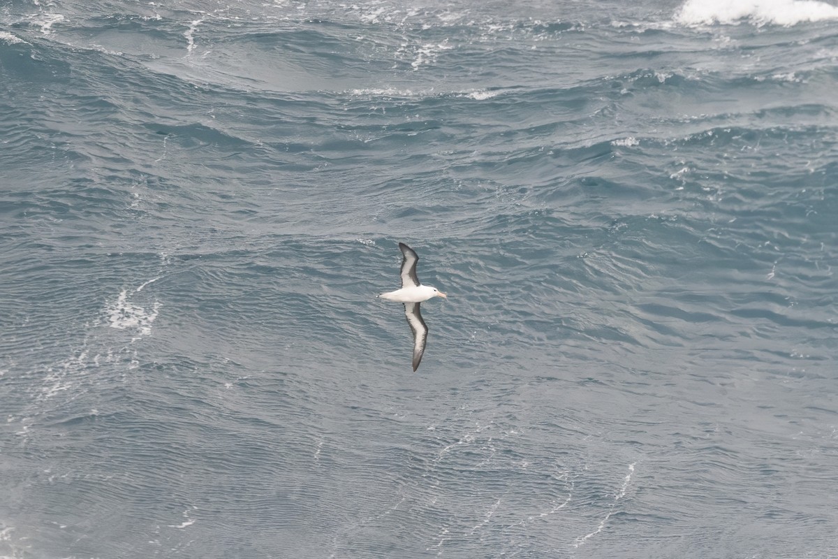 Black-browed Albatross - Ian Shrubsole