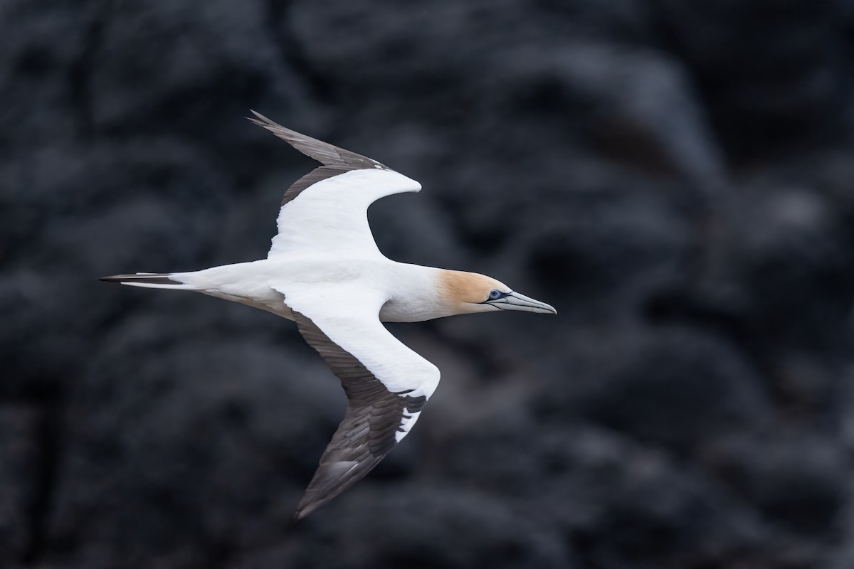 Australasian Gannet - ML621682351