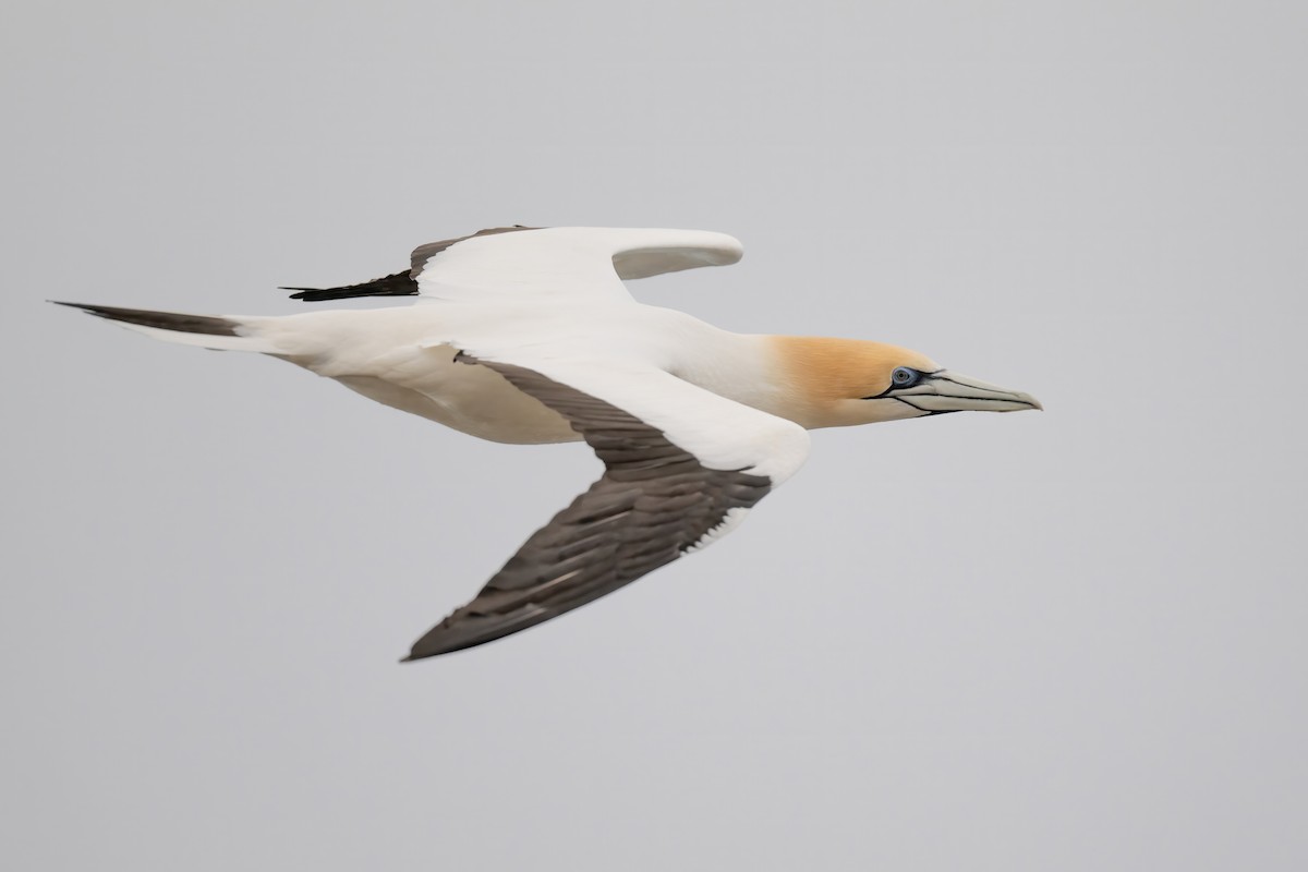 Australasian Gannet - ML621682352