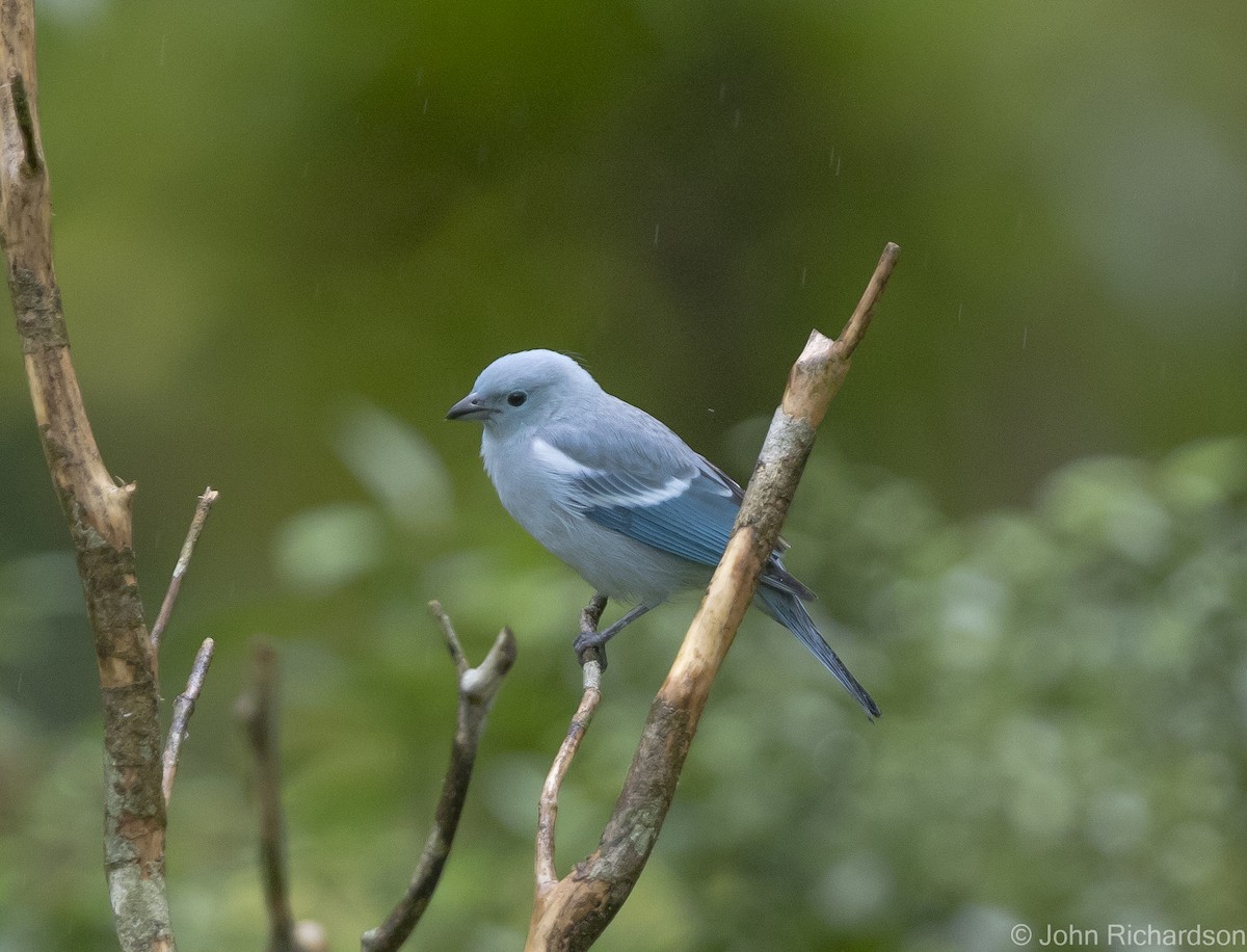Blue-gray Tanager - ML621682405