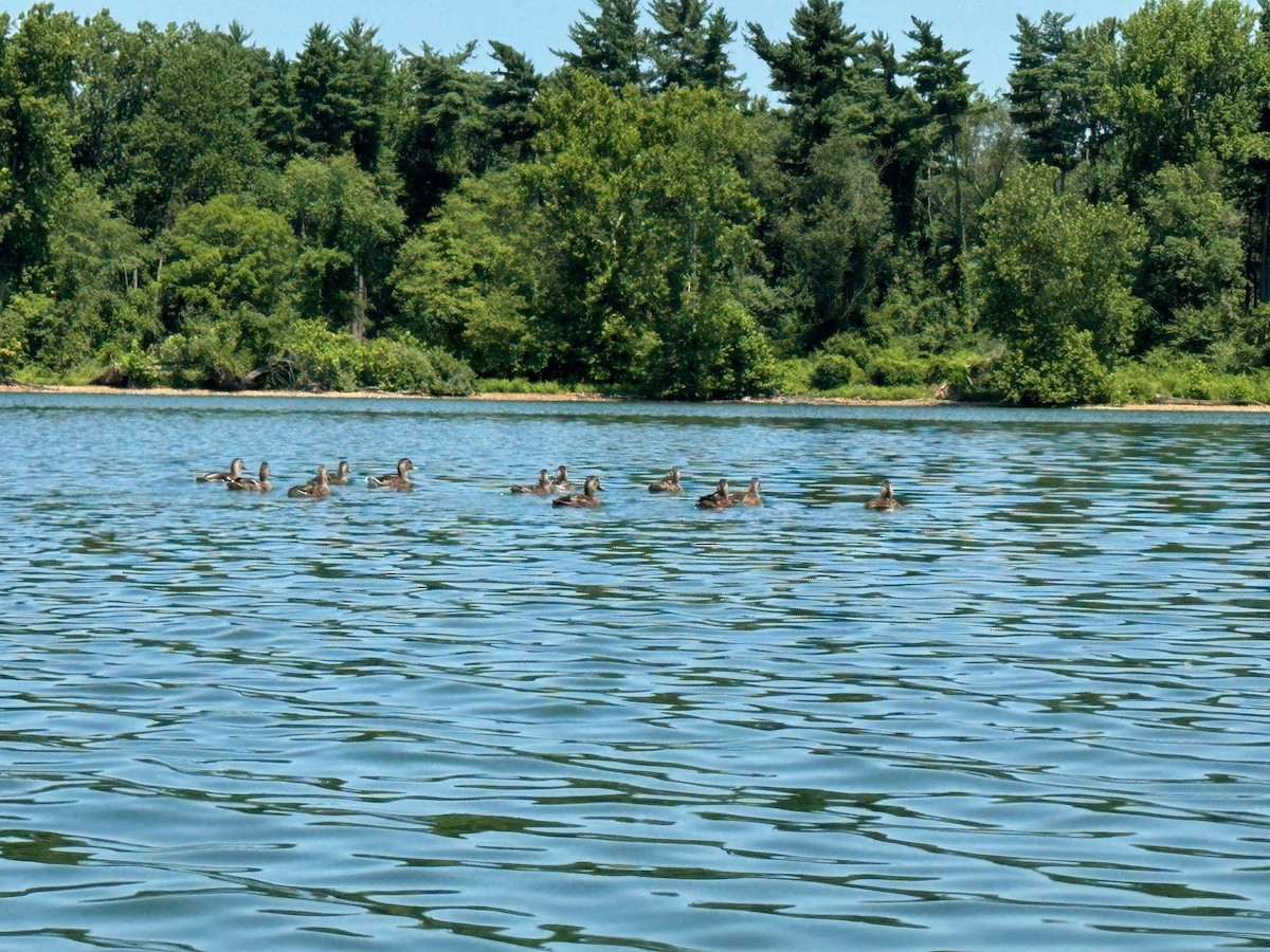 Canard colvert - ML621682633
