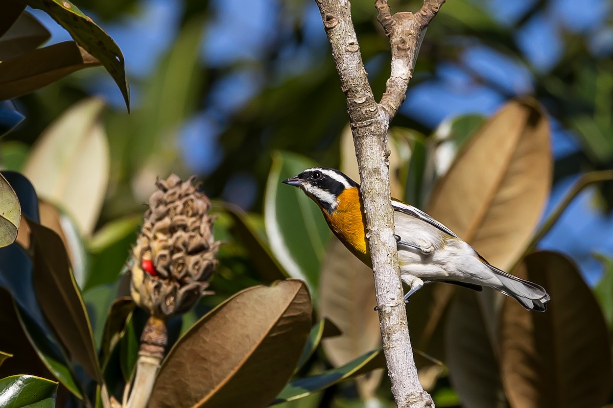 Western Spindalis (Cuban) - Anonymous