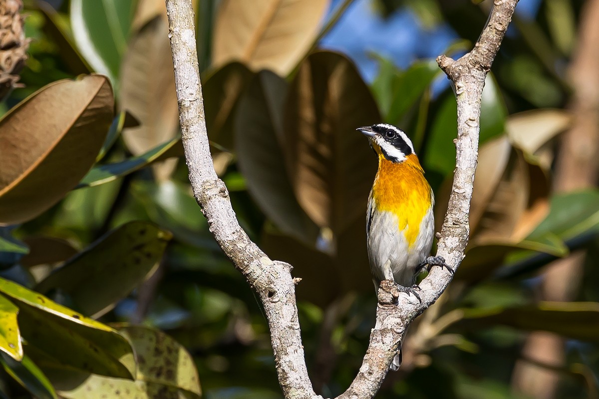 Western Spindalis (Cuban) - Anonymous