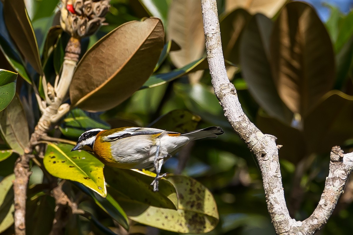 Western Spindalis (Cuban) - Anonymous