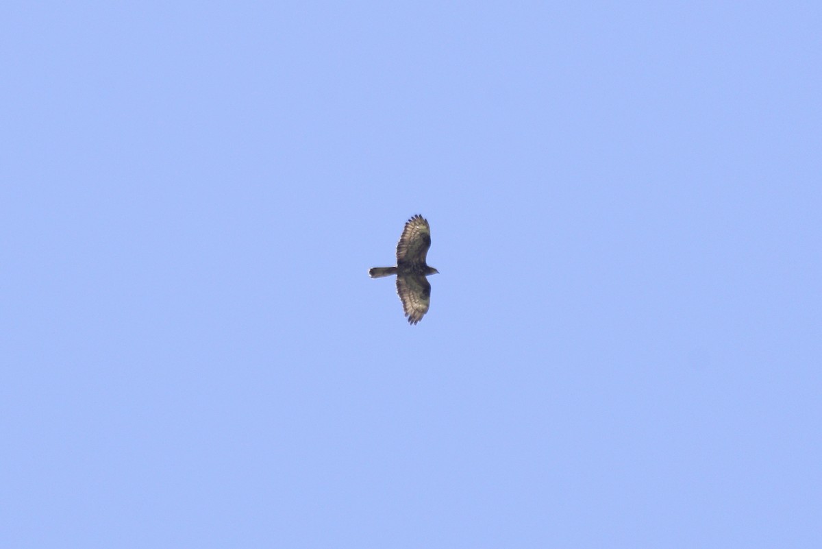 European Honey-buzzard - ML621682938