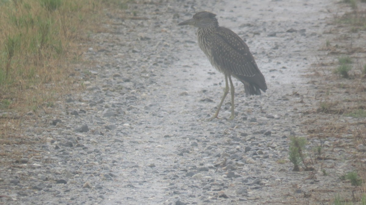 Yellow-crowned Night Heron - ML621682974