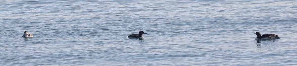 Common Loon - ML621682975