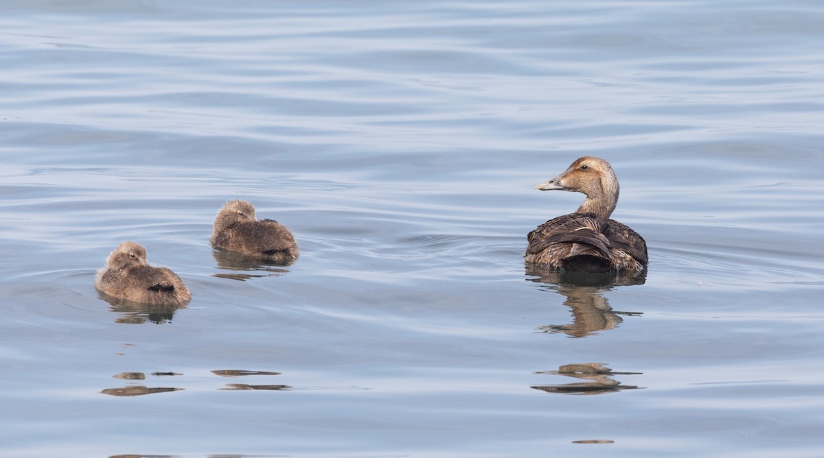 Common Eider (Dresser's) - ML621682982