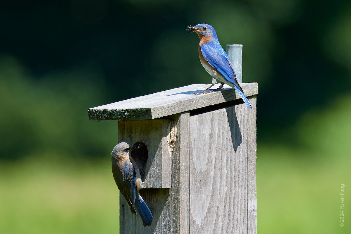 Eastern Bluebird - ML621683071
