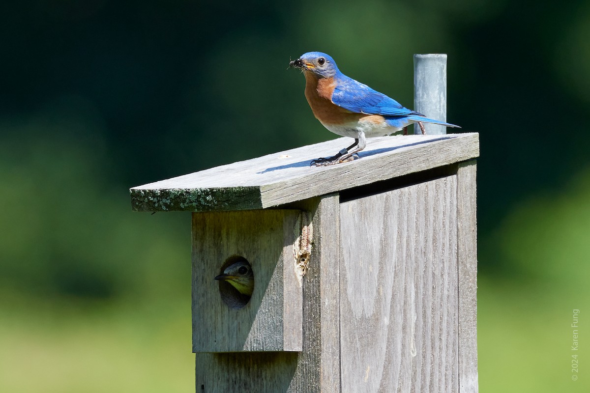 Eastern Bluebird - ML621683087