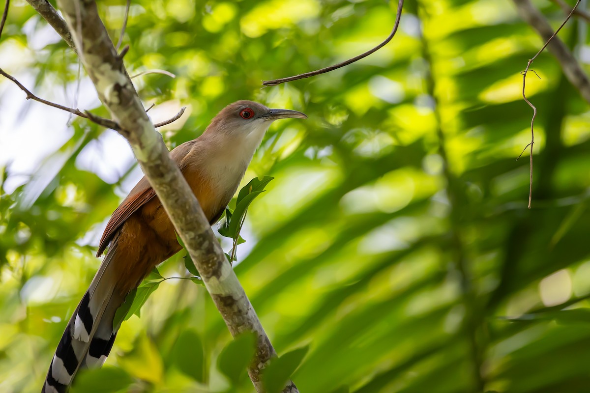 Great Lizard-Cuckoo (Cuban) - ML621683088