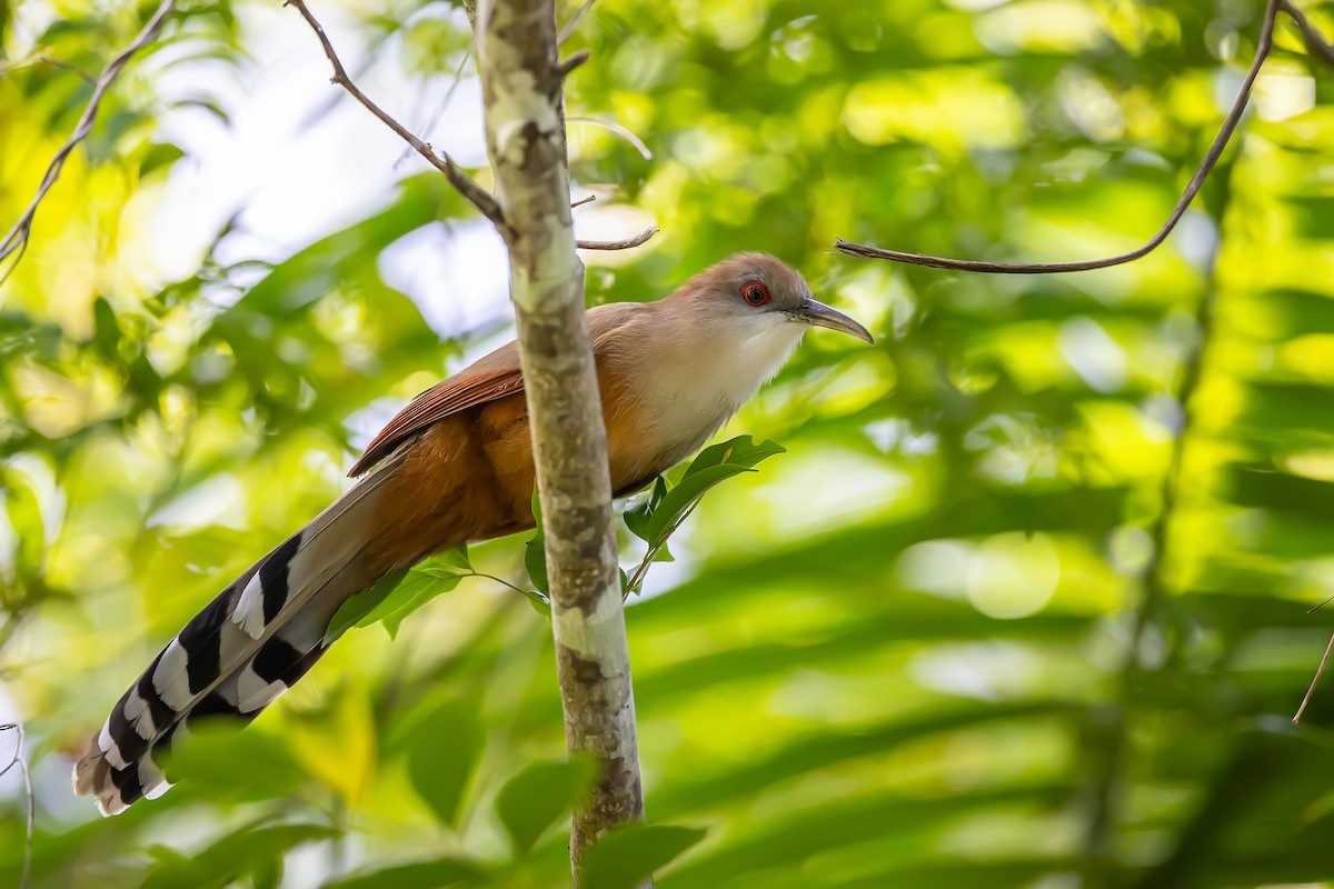 Great Lizard-Cuckoo (Cuban) - ML621683089