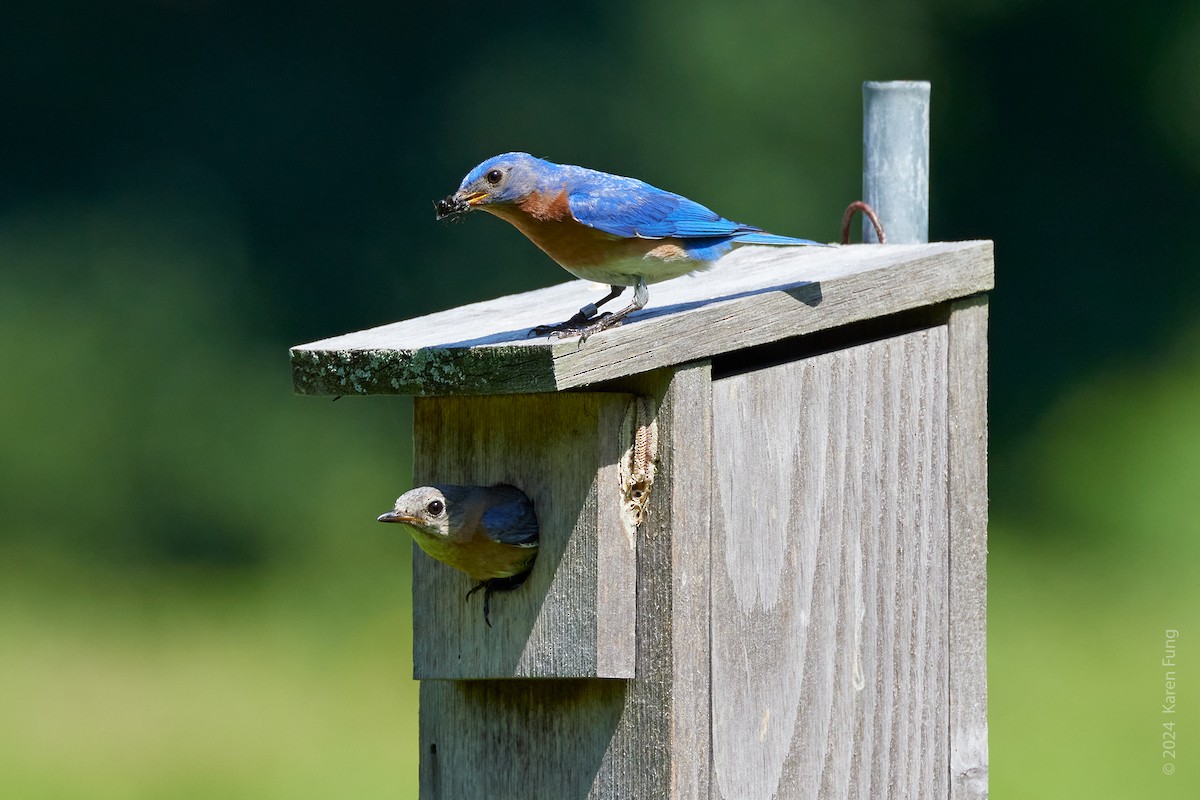 Eastern Bluebird - ML621683094