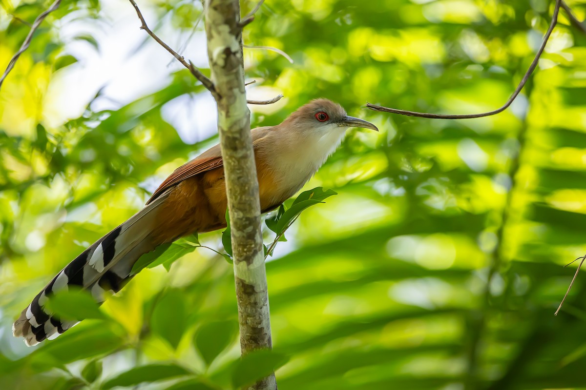 Great Lizard-Cuckoo (Cuban) - ML621683100