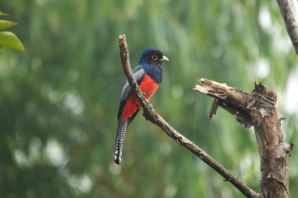 Blue-crowned Trogon - ML621683159