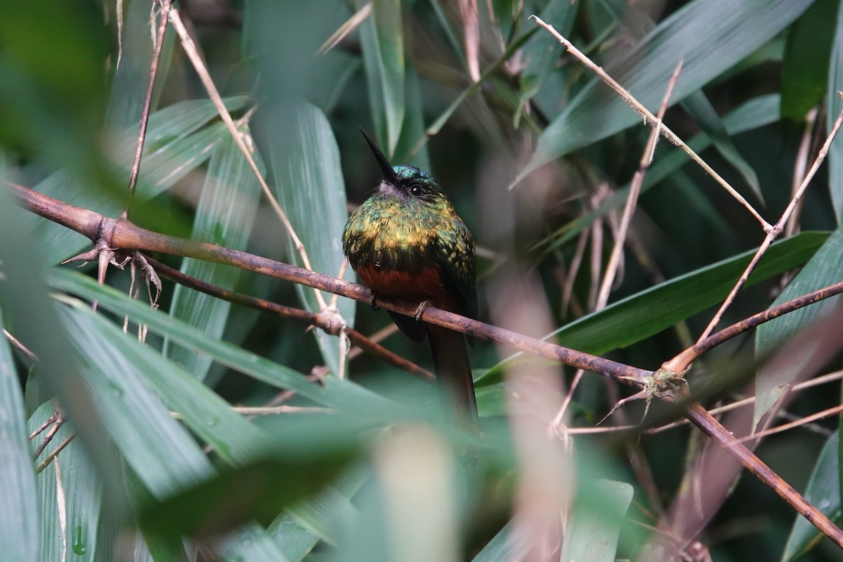 Bluish-fronted Jacamar - ML621683166