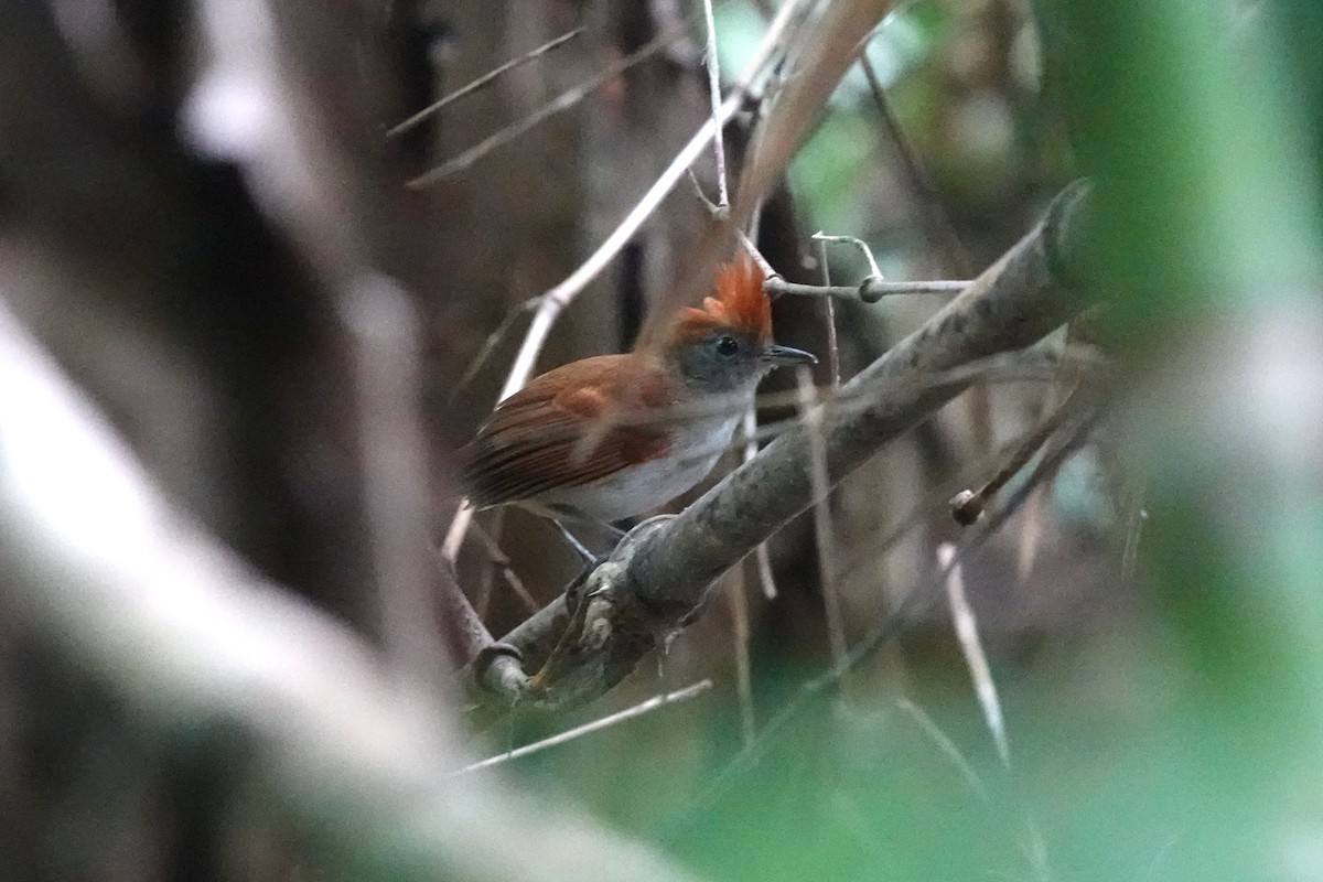 White-lined Antbird - ML621683178