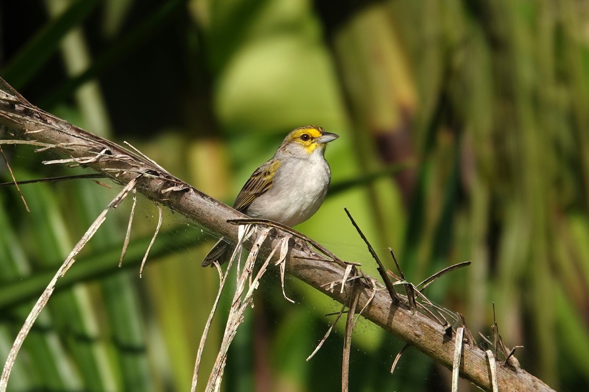 Yellow-browed Sparrow - ML621683216