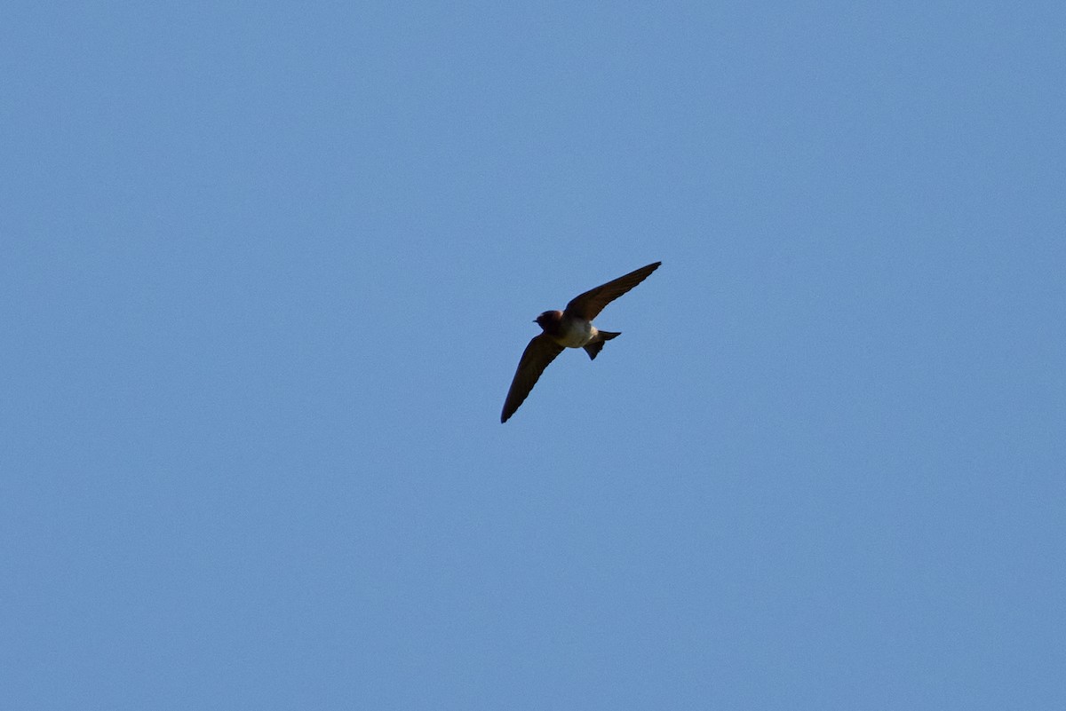 Cliff Swallow - ML621683319