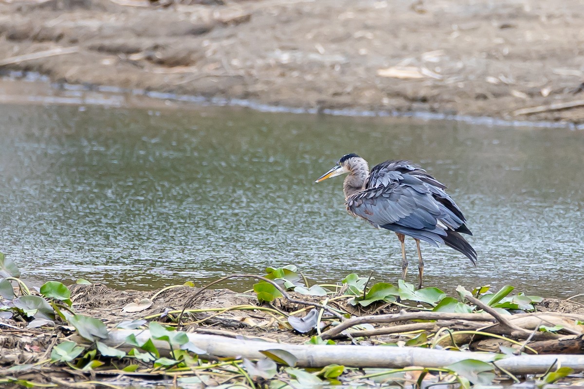 Great Blue Heron (Great Blue) - ML621683323