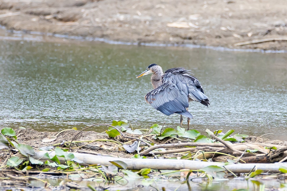 Great Blue Heron (Great Blue) - ML621683324