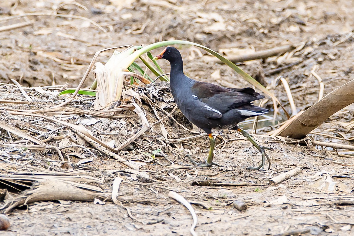 Common Gallinule - ML621683333