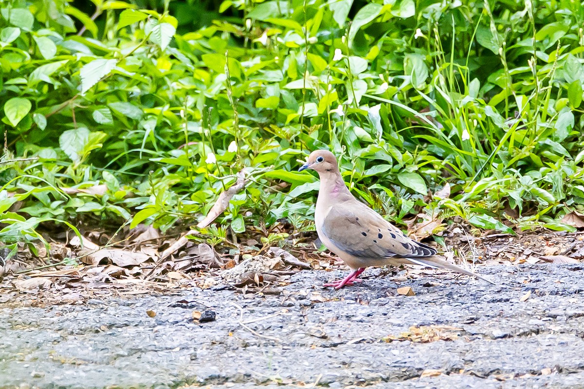 Mourning Dove - ML621683342