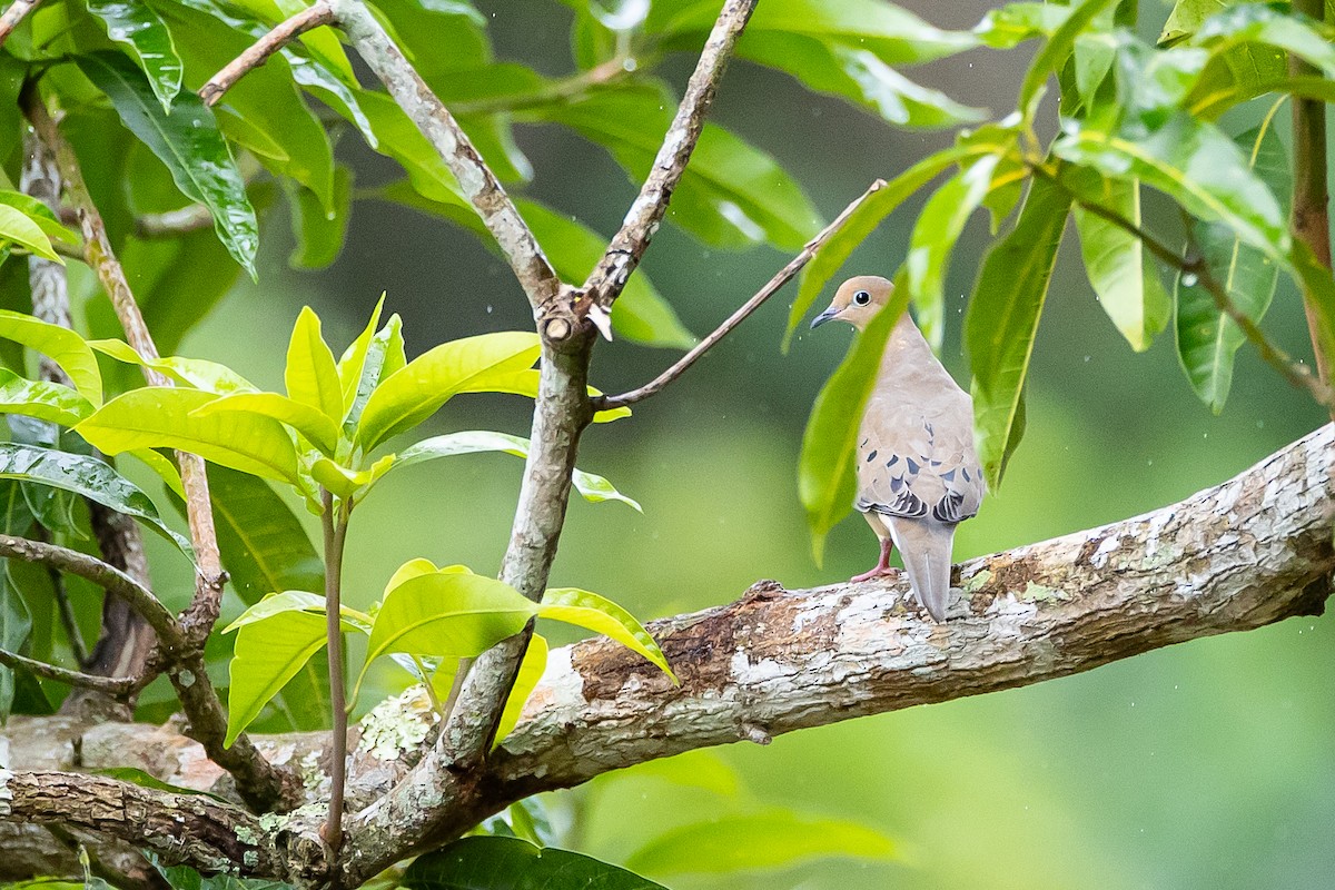 Mourning Dove - ML621683344