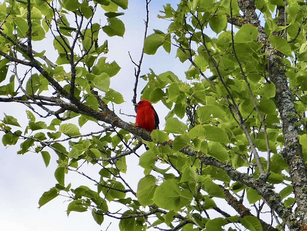 Scarlet Tanager - ML621683356