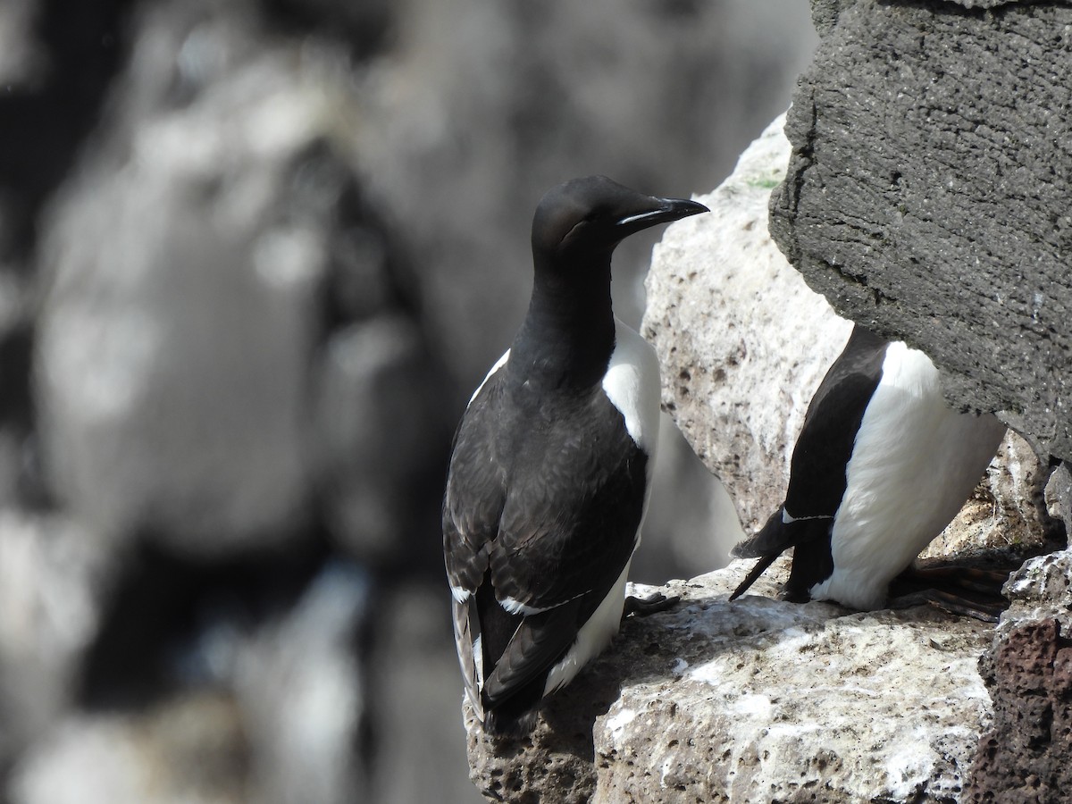 Thick-billed Murre - ML621683363