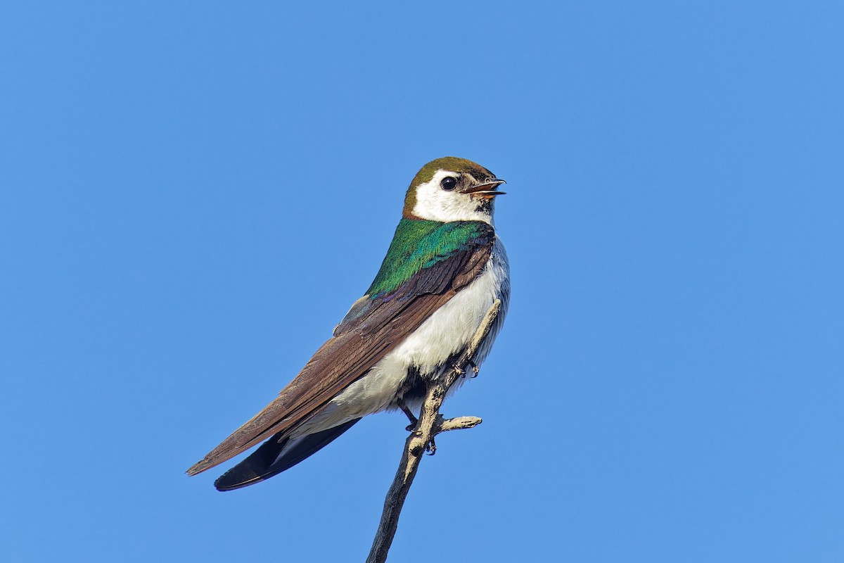 Violet-green Swallow - ML621683380