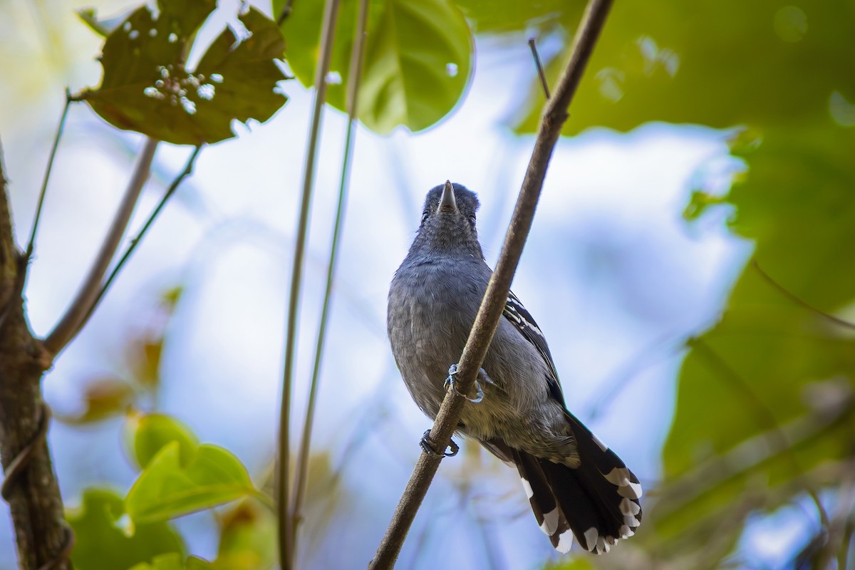 Variable Antshrike - Gabriel Bonfa