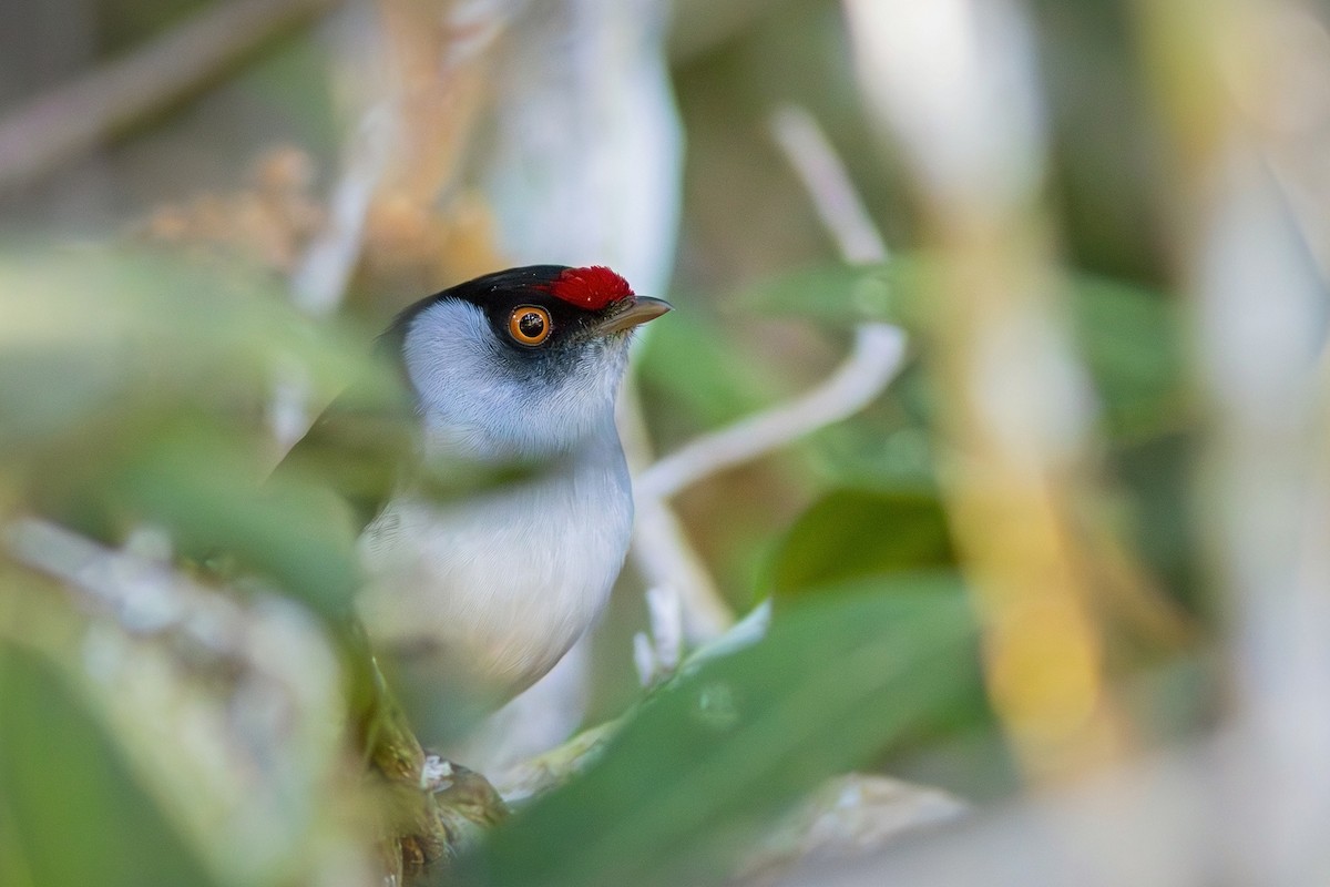 Pin-tailed Manakin - ML621683454