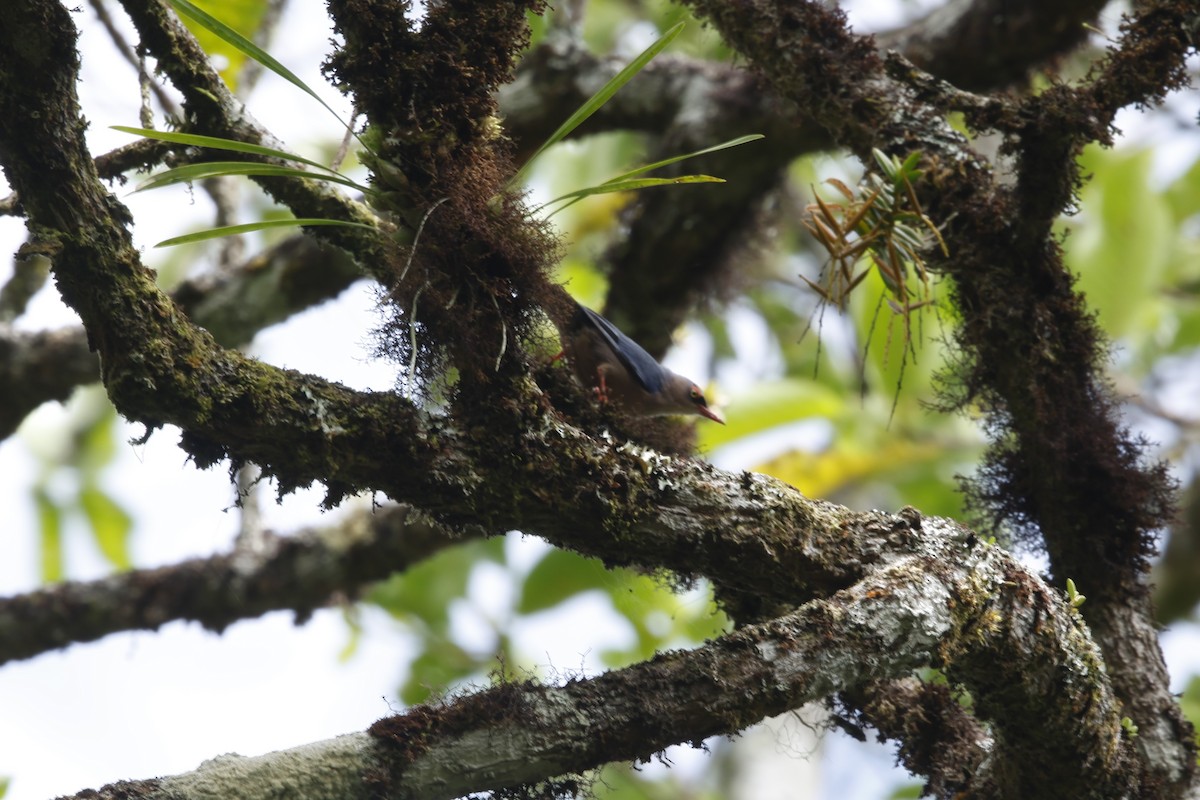 Velvet-fronted Nuthatch - ML621683461