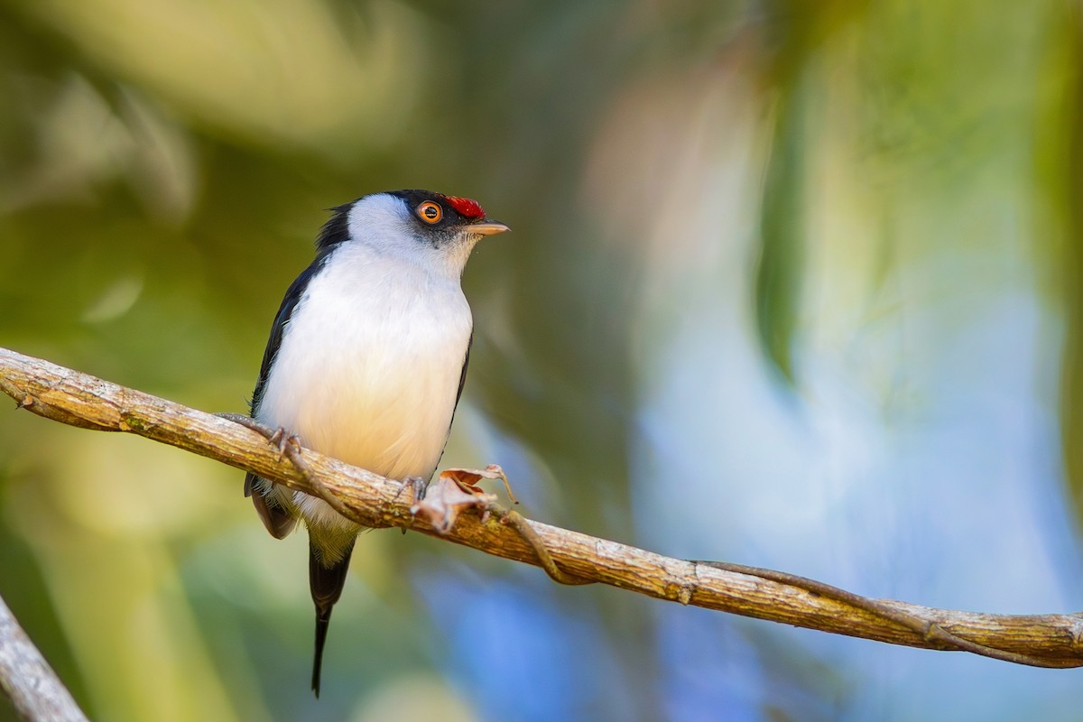 Pin-tailed Manakin - ML621683466