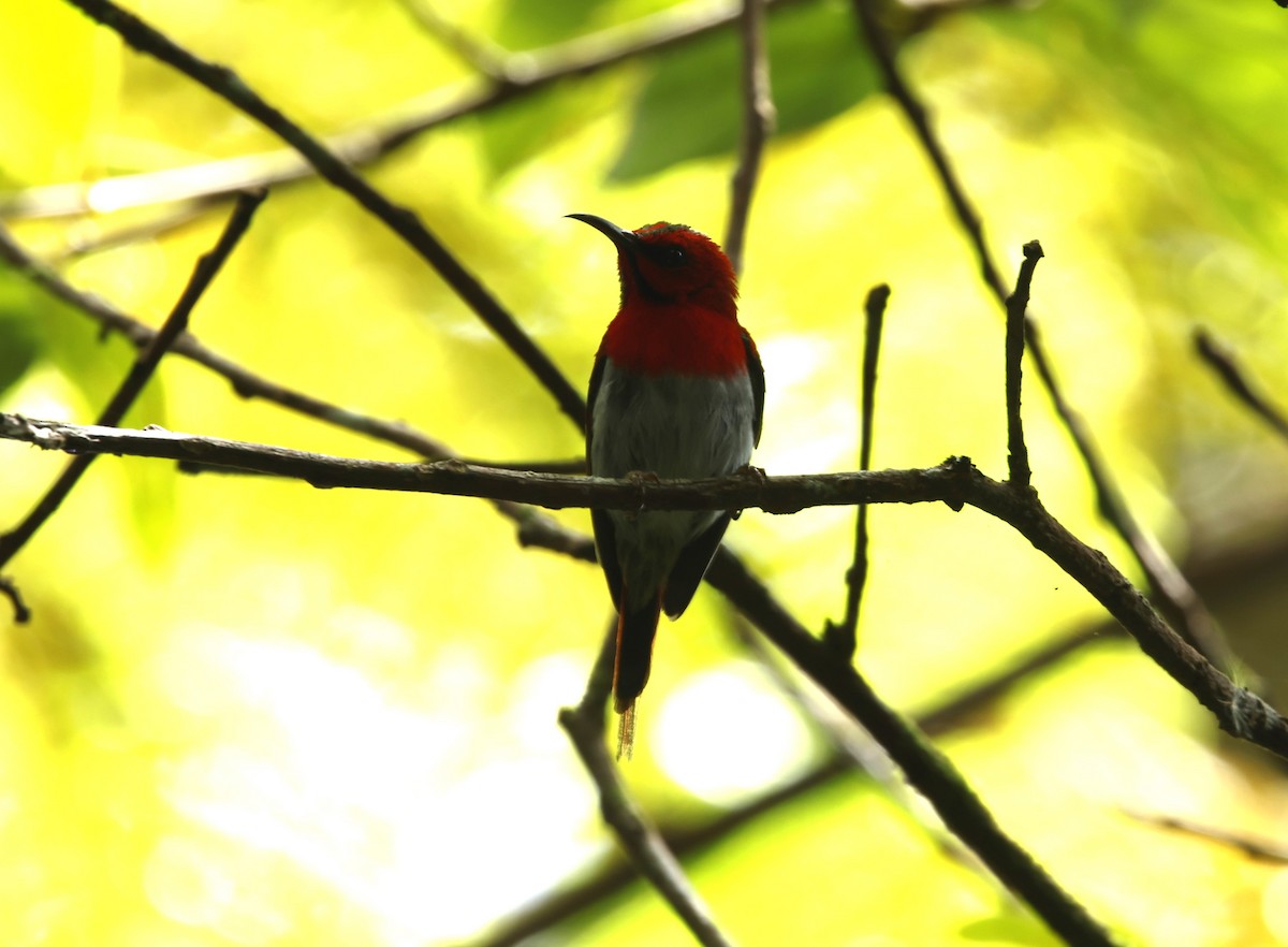 Temminck's Sunbird - ML621683481