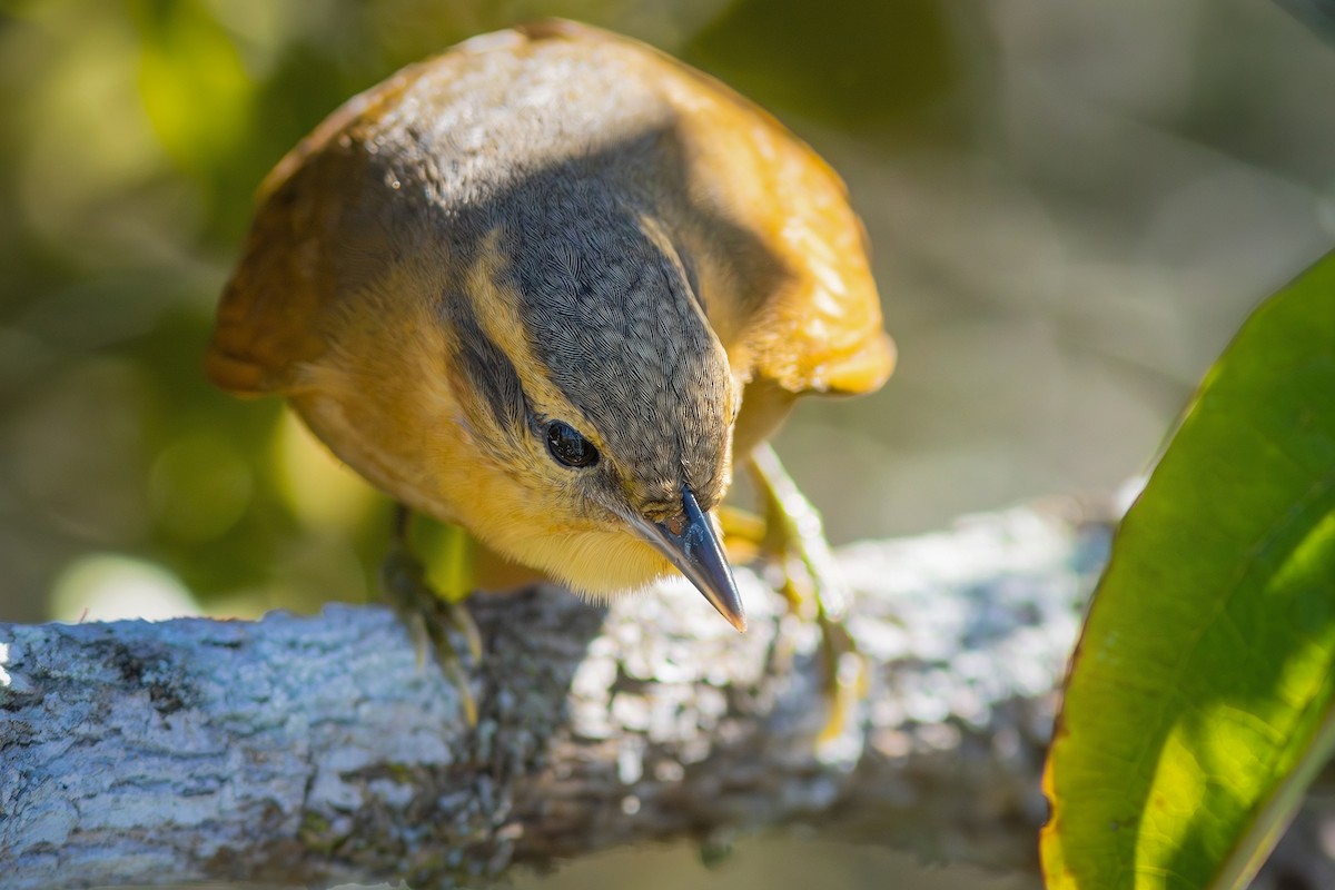 Ochre-breasted Foliage-gleaner - Gabriel Bonfa