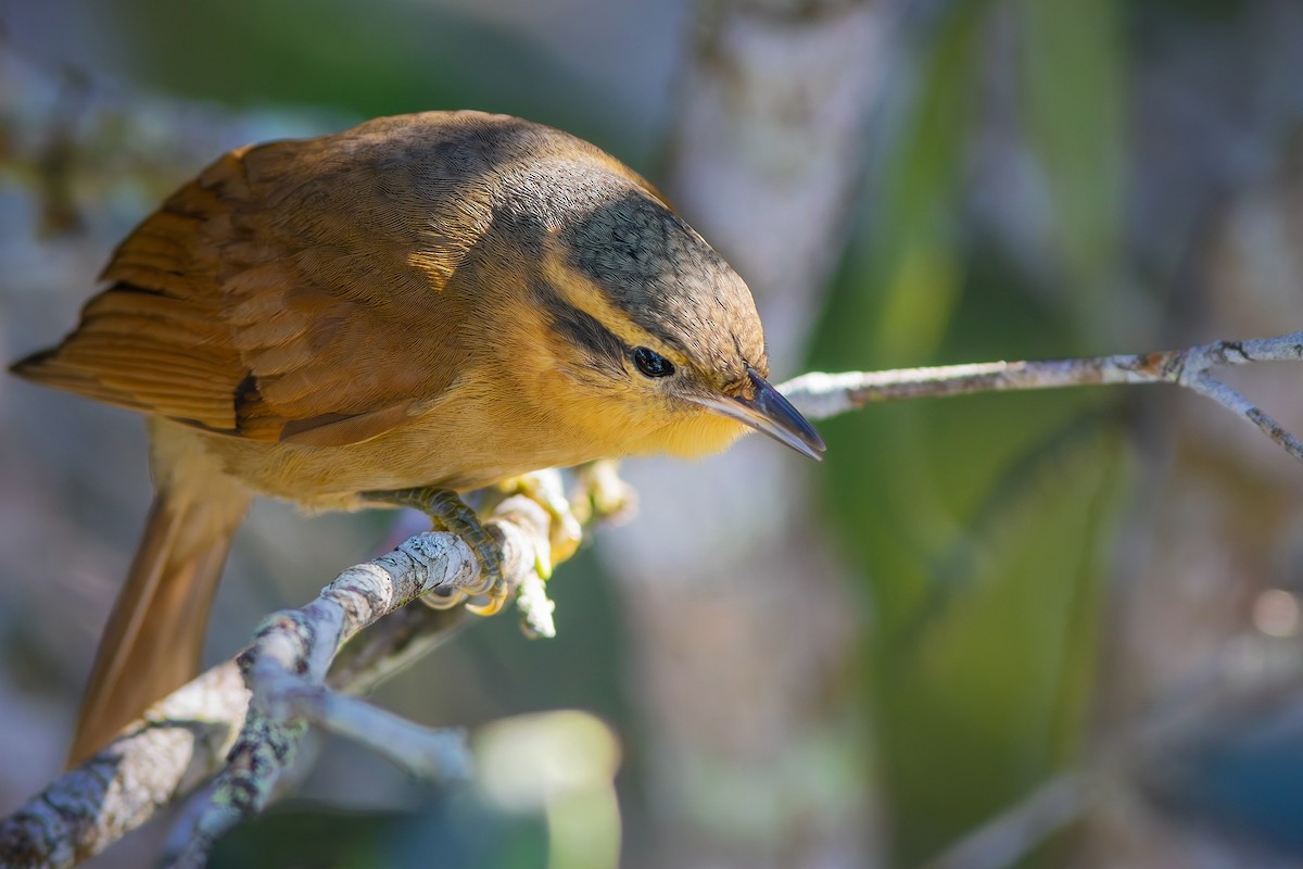 Ochre-breasted Foliage-gleaner - ML621683484