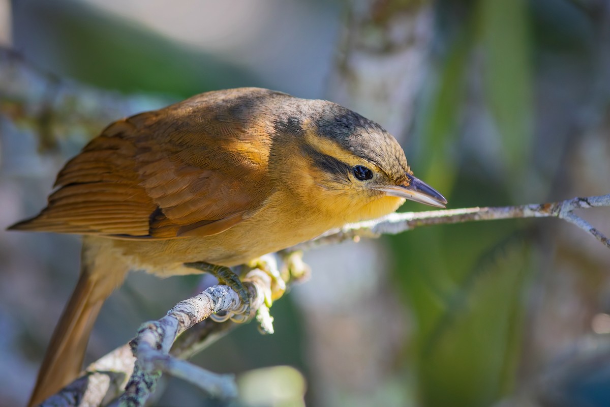 Ochre-breasted Foliage-gleaner - ML621683485