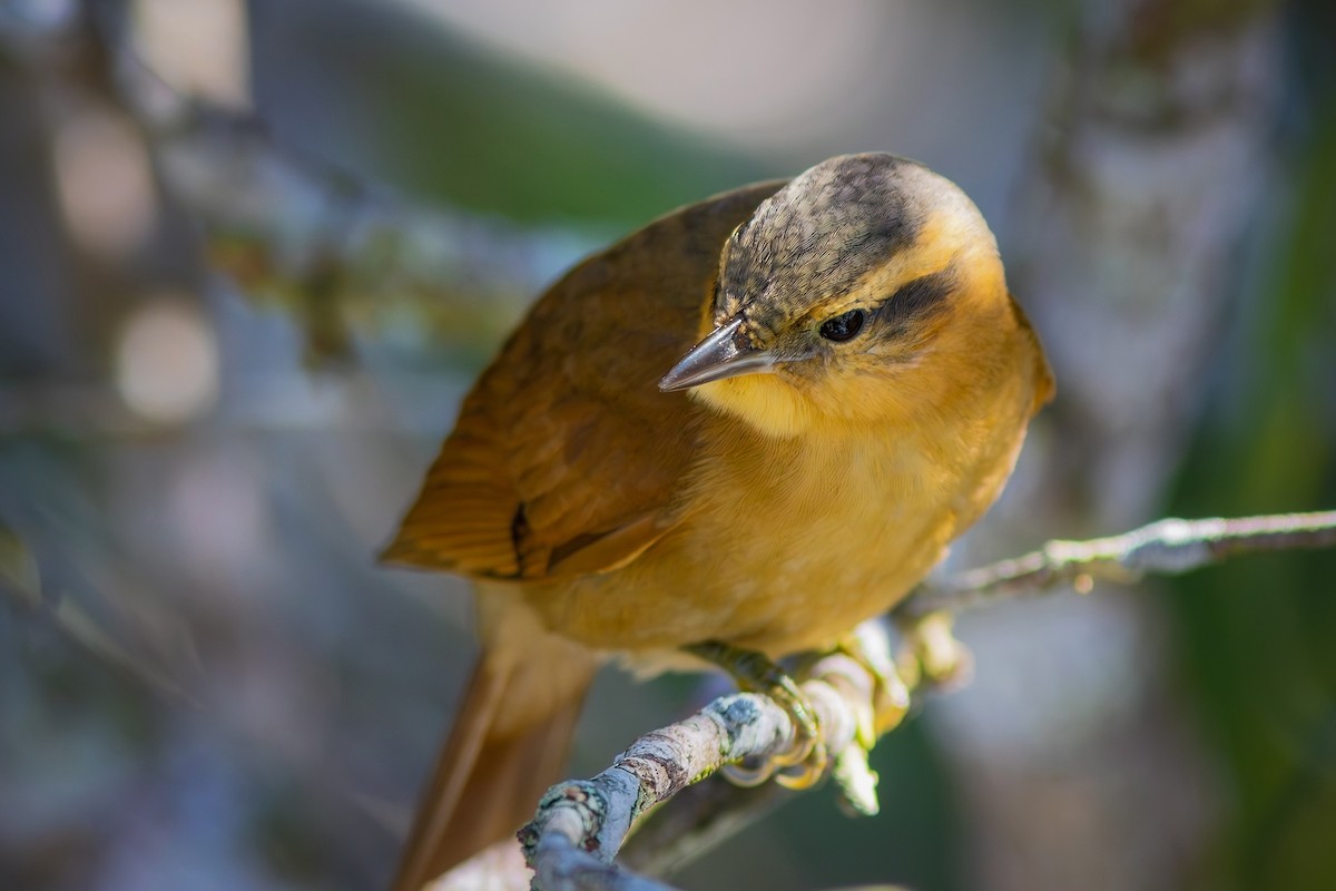 Ochre-breasted Foliage-gleaner - ML621683486