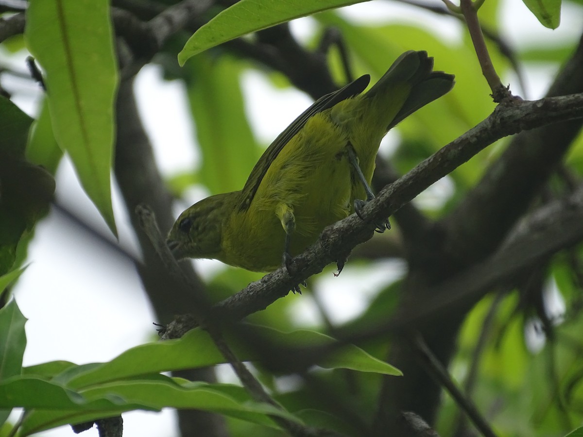 Orange-crowned Euphonia - ML621683489