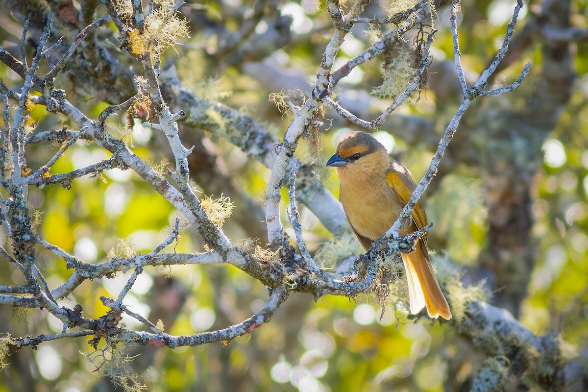 Brown Tanager - ML621683494