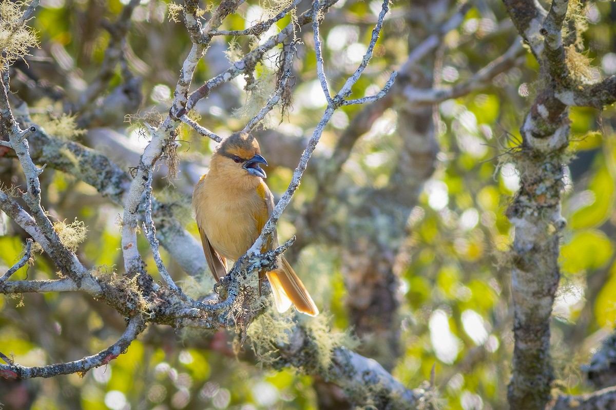 Brown Tanager - ML621683495