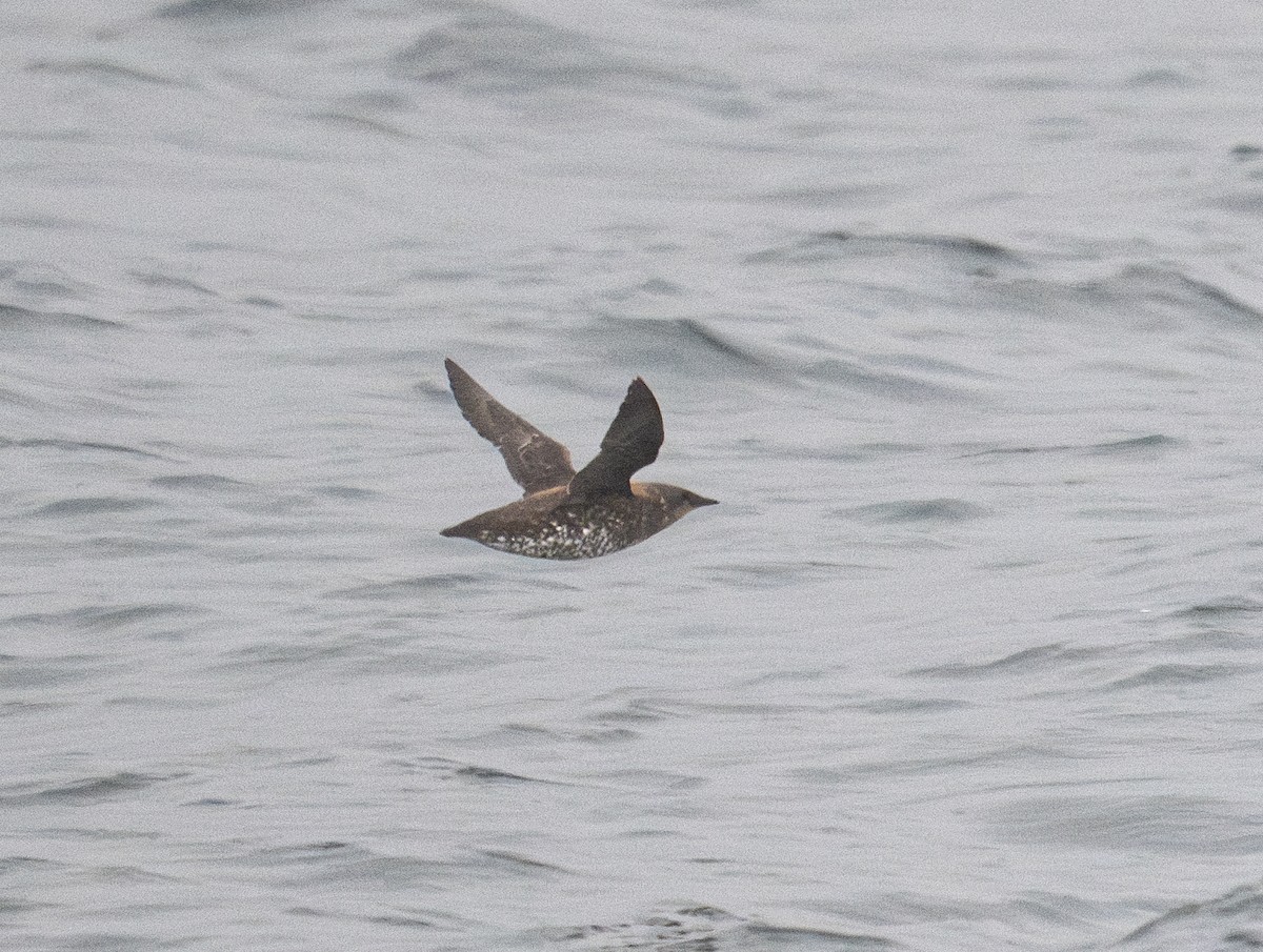 Marbled Murrelet - ML621683498