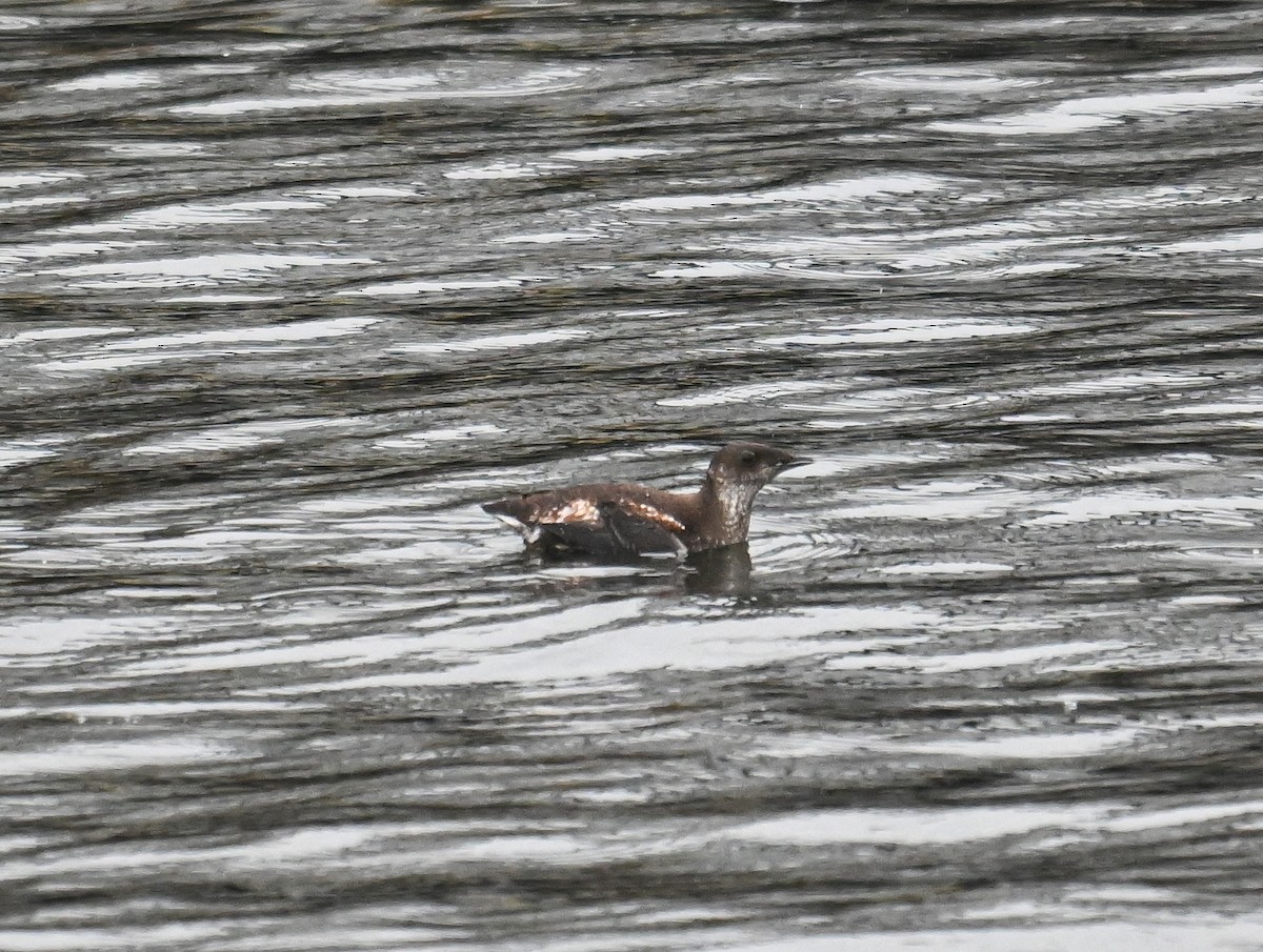 Marbled Murrelet - ML621683499