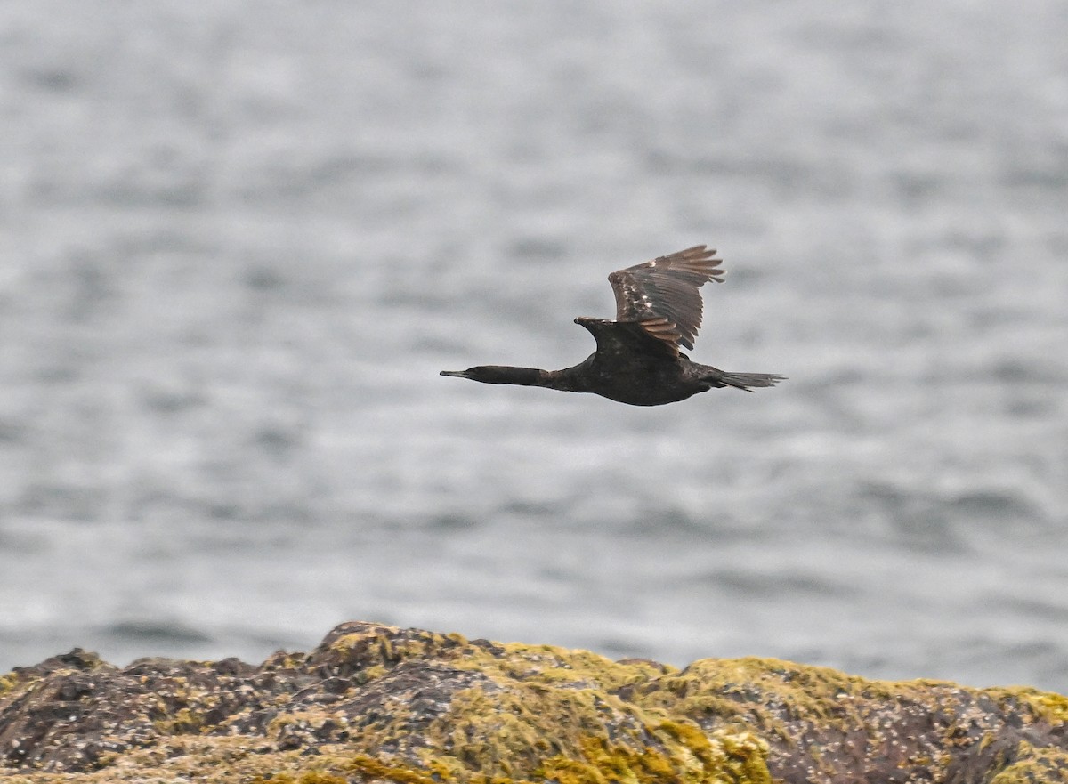 Pelagic Cormorant - ML621683502