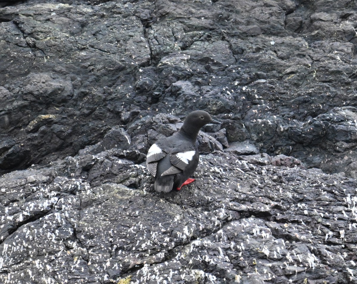 Pigeon Guillemot - ML621683503